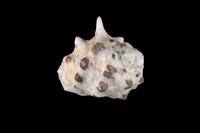 藏品(黃齒岩螺)的圖片